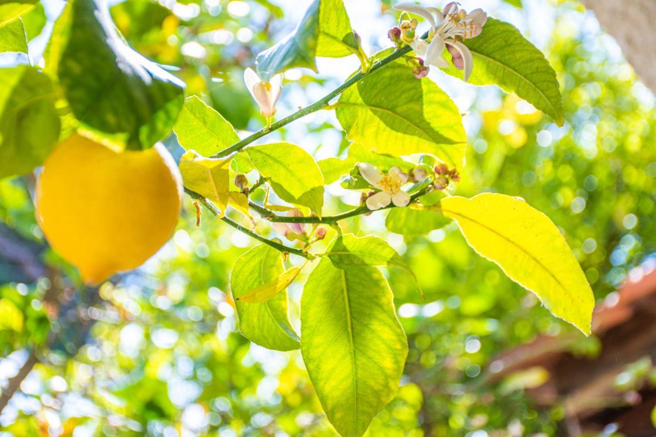 Lemon Tree Zante City Apartment By "Elite" Екстериор снимка